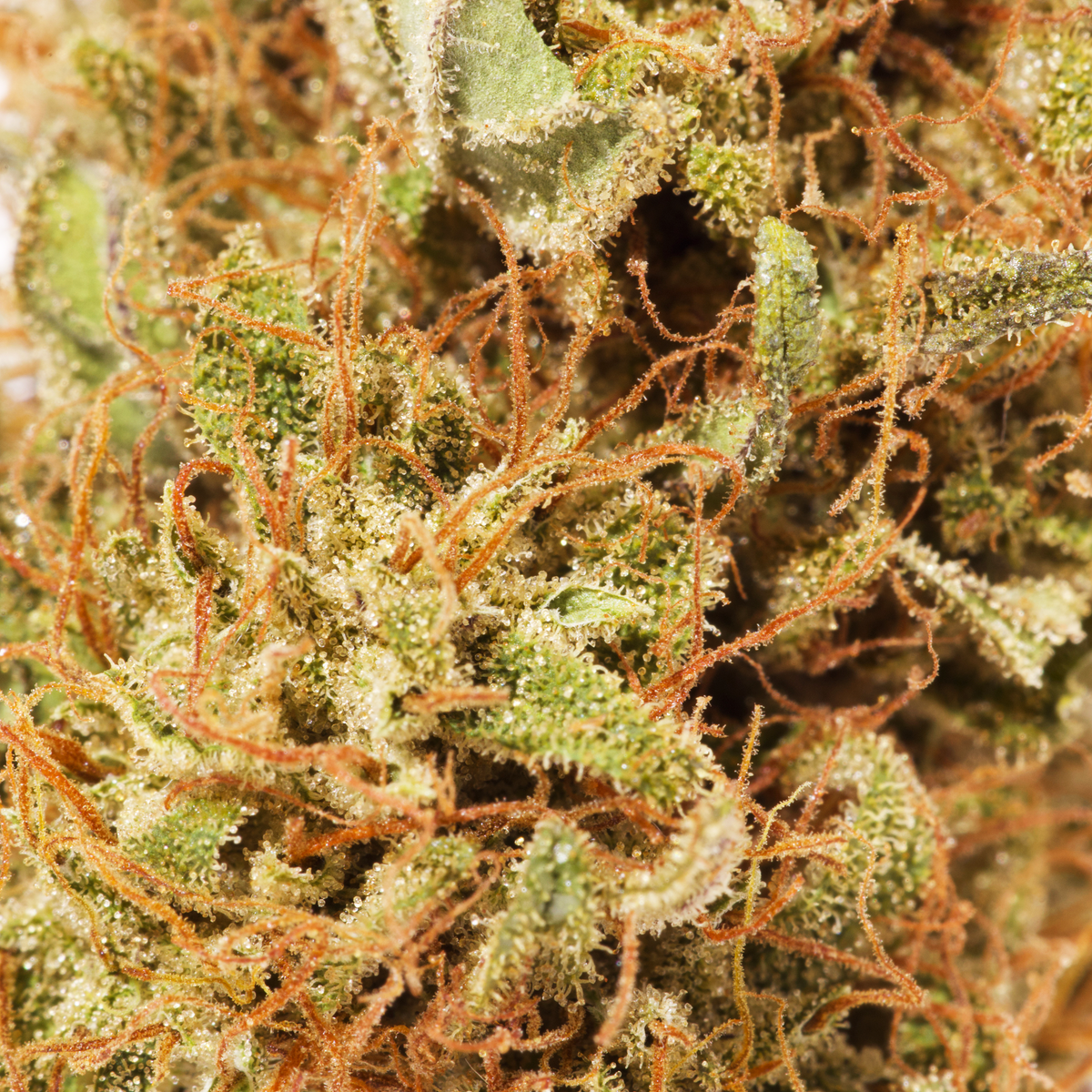 SPECIAL K KUSH