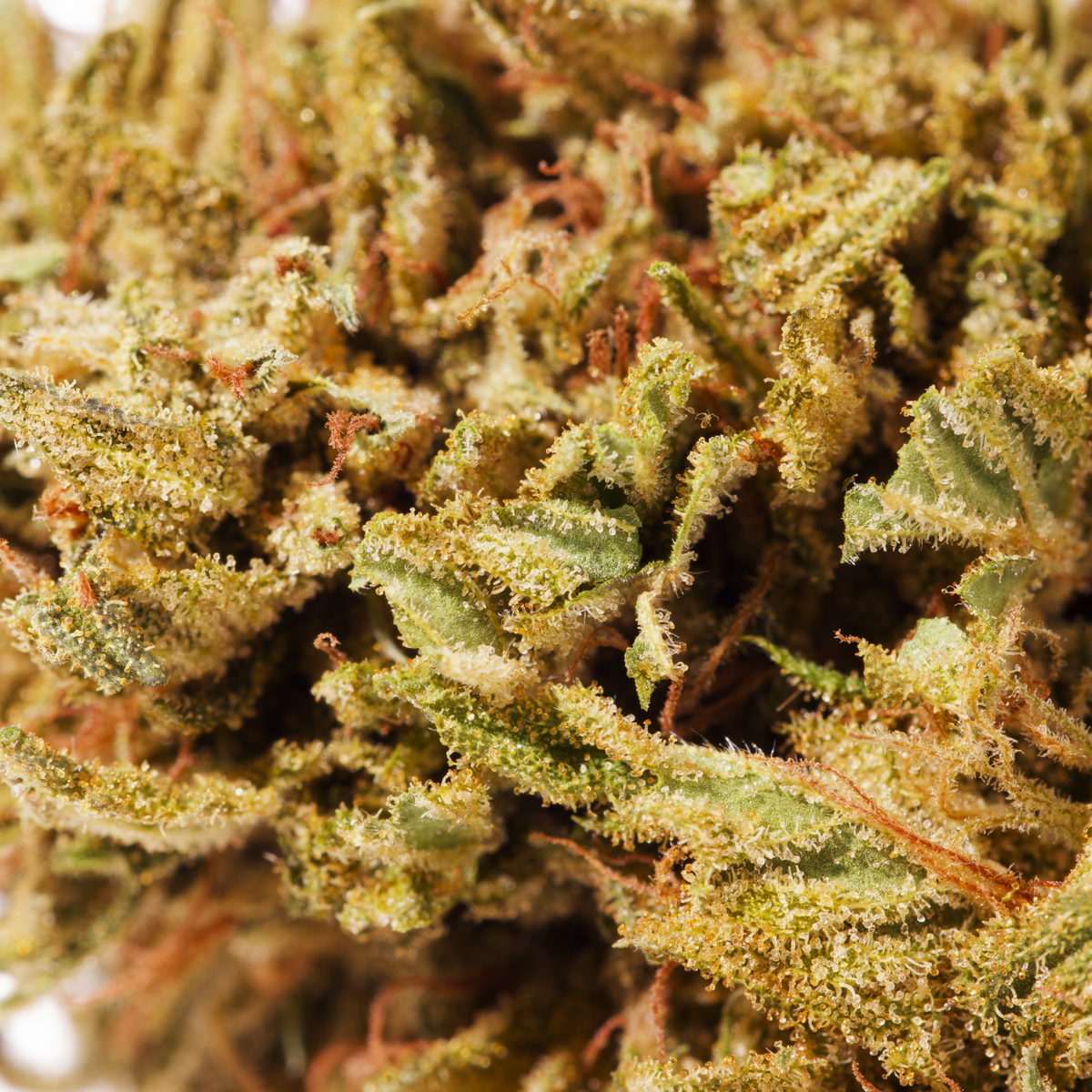 ICE CREAM KUSH